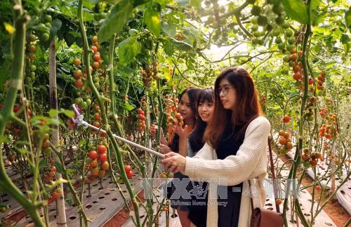 Nô nức khởi nghiệp "xanh" ở Lâm Đồng