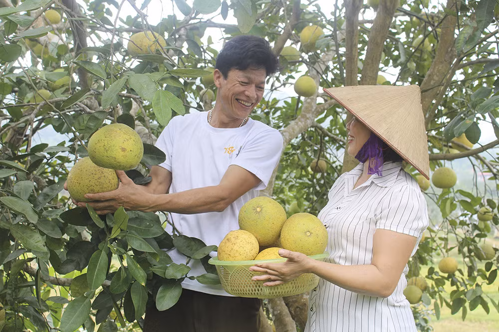 Hướng đi mới cho cây bưởi đặc sản Phú Thọ