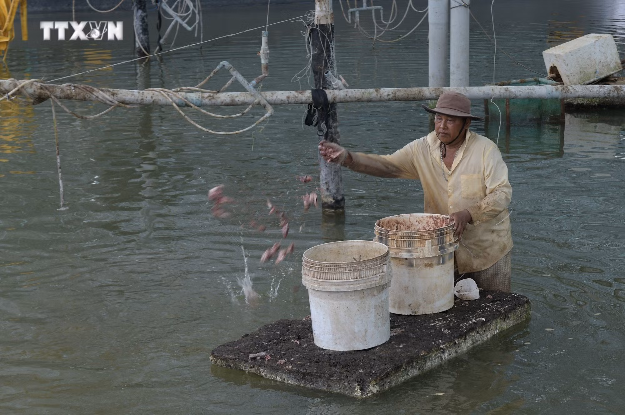 vna_potal_nuoi_oc_huong_thuong_pham_o_bac_lieu_7224532.jpg