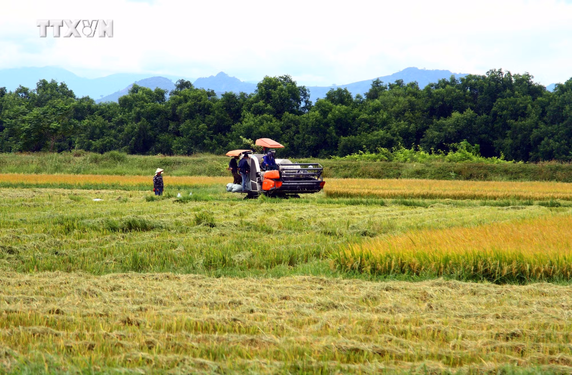vna_potal_quang_binh_xay_dung_chuoi_lien_ket_xoa_tinh_trang_bo_hoang_lua_vu_he_thu_7549590.jpg