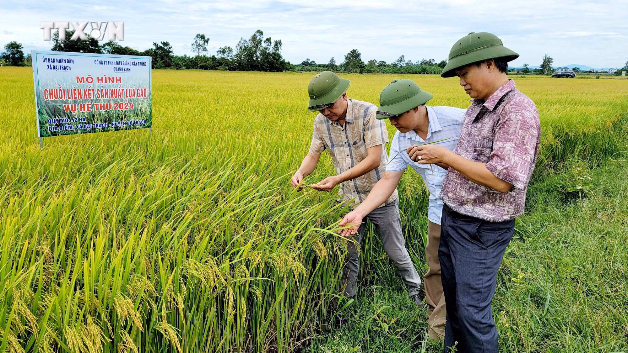 vna_potal_quang_binh_xay_dung_chuoi_lien_ket_xoa_tinh_trang_bo_hoang_lua_vu_he_thu_7549583.jpg