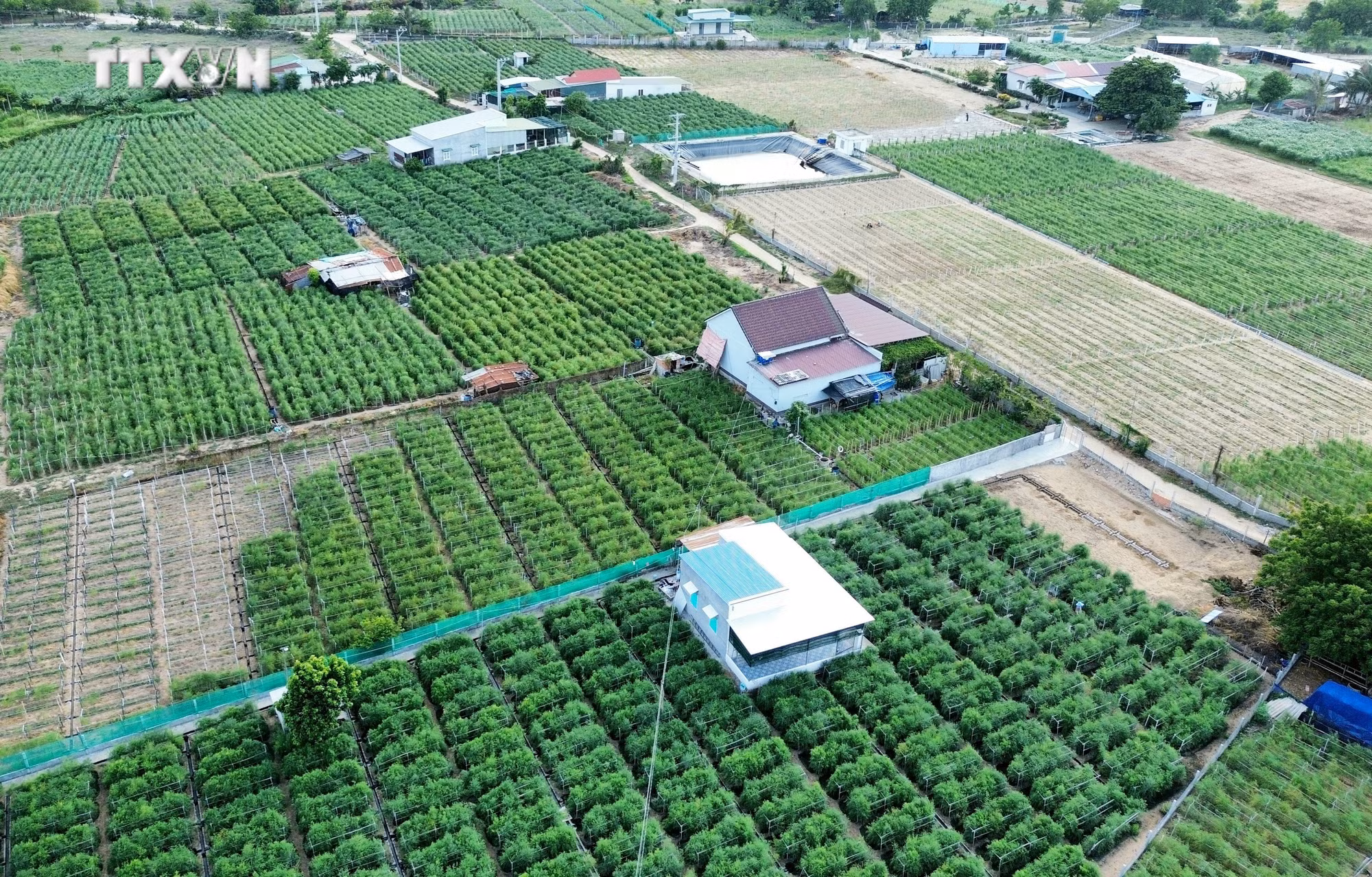 vna_potal_ninh_thuan_thuc_day_nghien_cuu_chuyen_giao_khoa_hoc_cong_nghe_vao_san_xuat__7508760.jpg