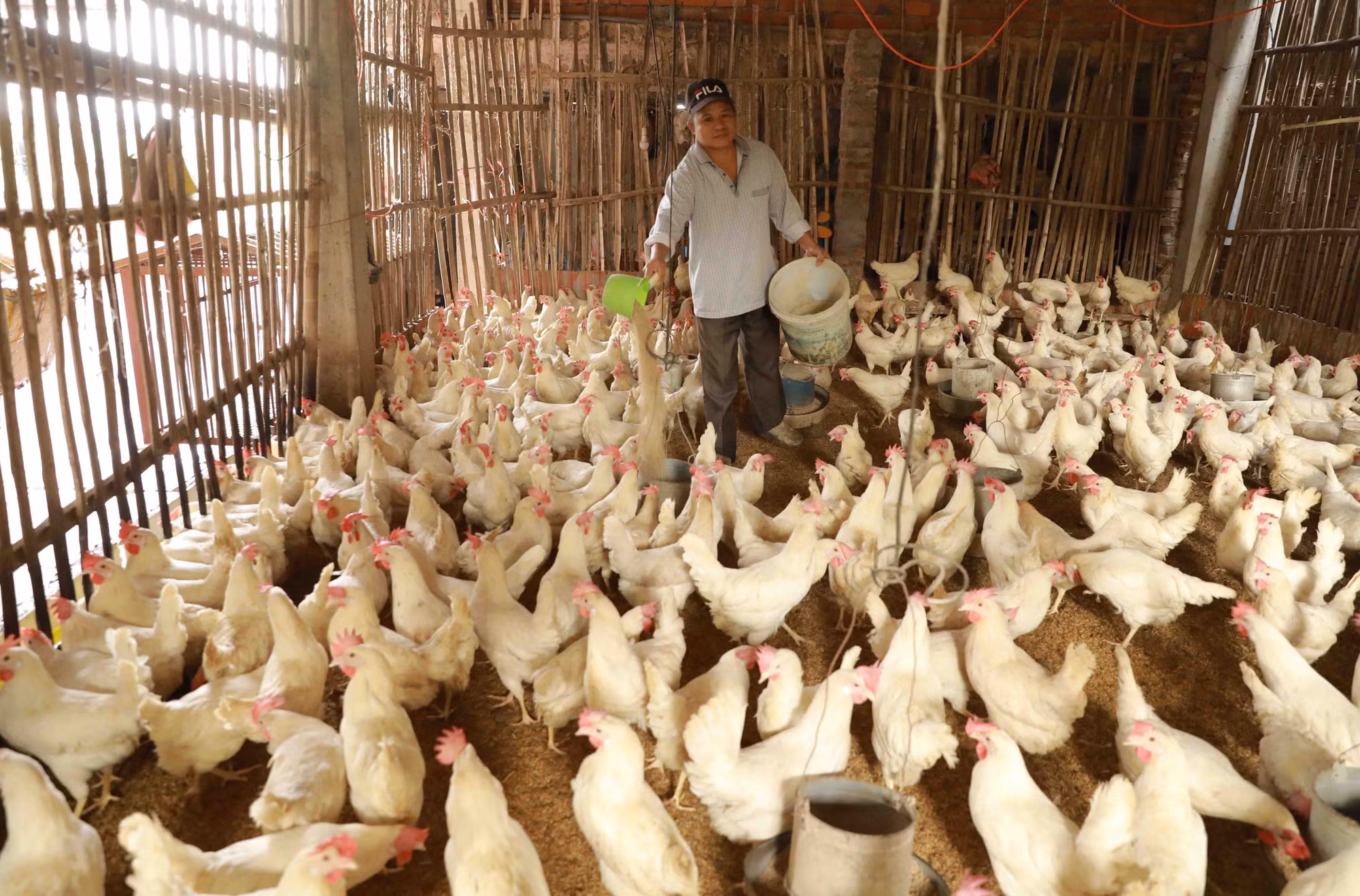 Hà Nội tập trung phát triển các vùng chăn nuôi hữu cơ