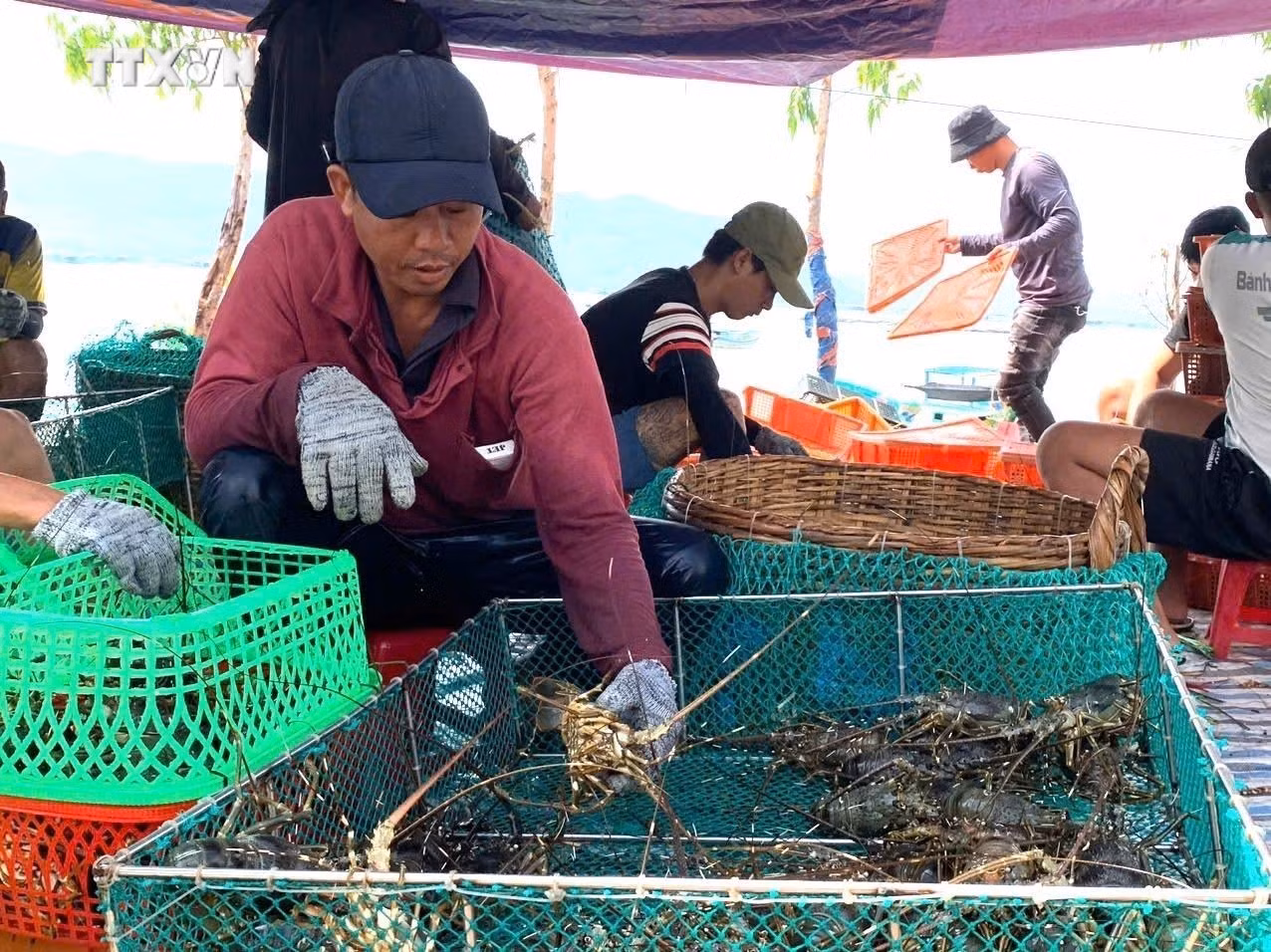vna_potal_nguoi_nuoi_tom_o_tinh_phu_yen_doi_dien_voi_nhieu_kho_khan_7690308.jpg