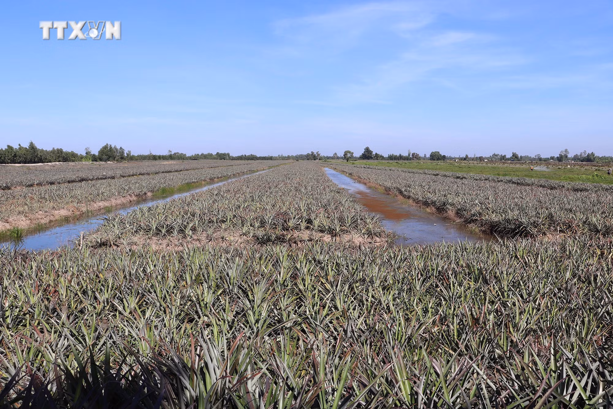 vna_potal_nong_dan_dong_thap_muoi_tien_giang_khai_hoang_trong_gan_15400ha_dua_chuyen_canh_7173167.jpg