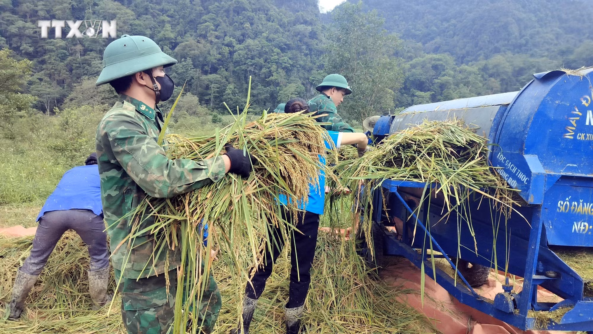 vna_potal_quang_binh_bo_doi_bien_phong_giup_dong_bao_ruc_thu_hoach_lua_7375847.jpg