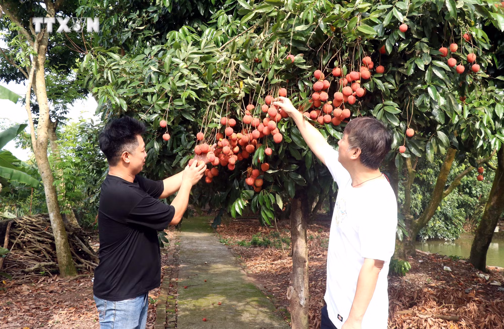 vna_potal_vai_trung_hung_yen_buoc_vao_vu_thu_hoach_7408552.jpg