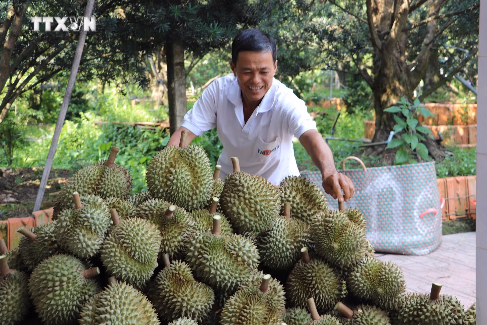 vna_potal_nong_dan_tien_giang_thu_hoach_sau_rieng_chinh_vu_7334705.jpg