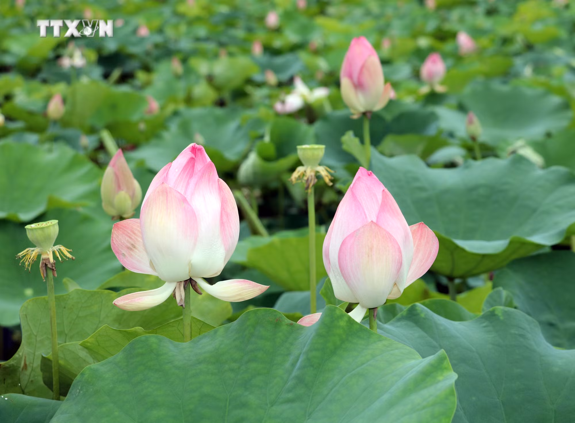 vna_potal_ron_rang_mua_sen_no_tai_ninh_binh__7418298.jpg