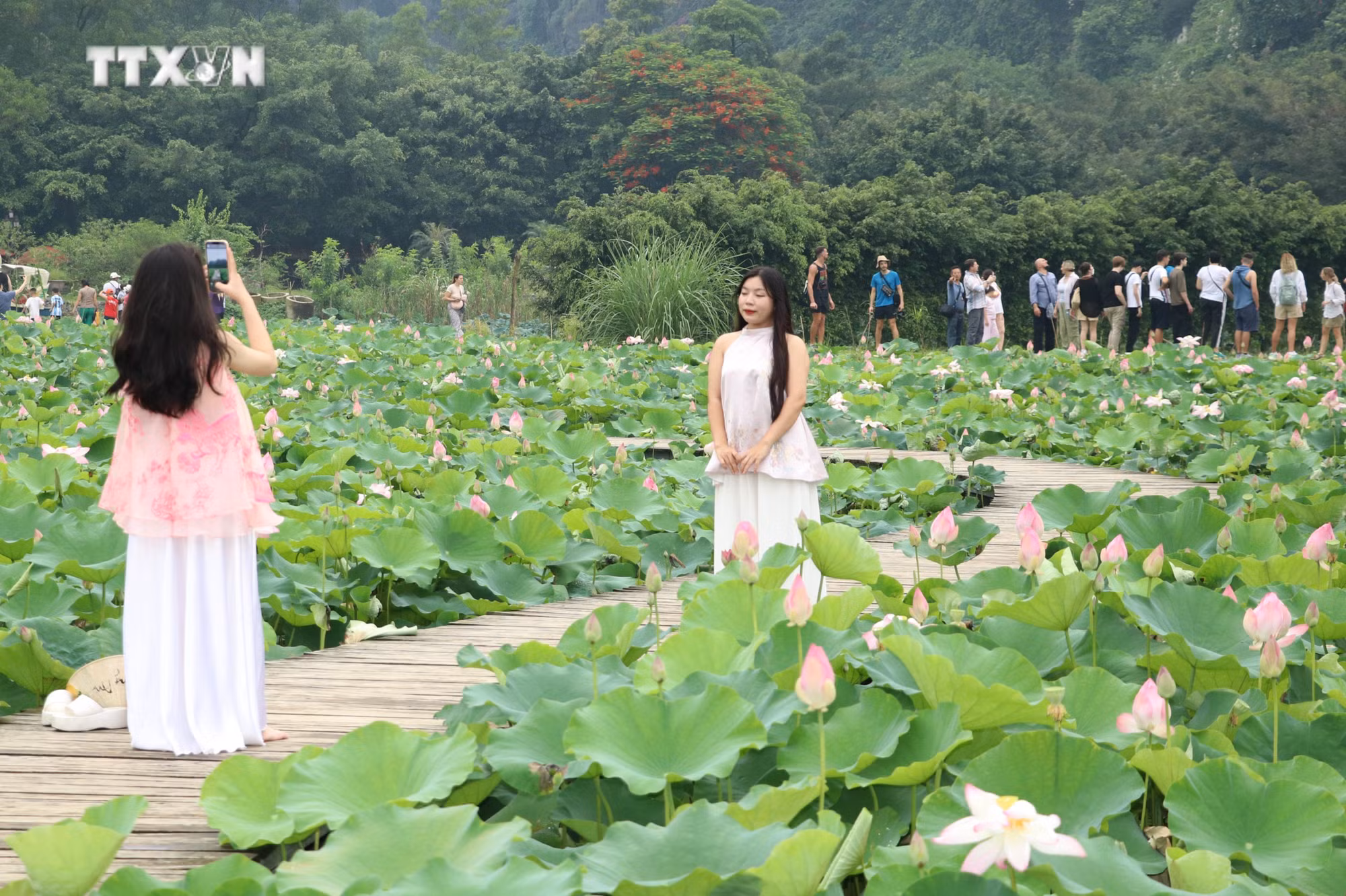 vna_potal_ron_rang_mua_sen_no_tai_ninh_binh__7418304.jpg