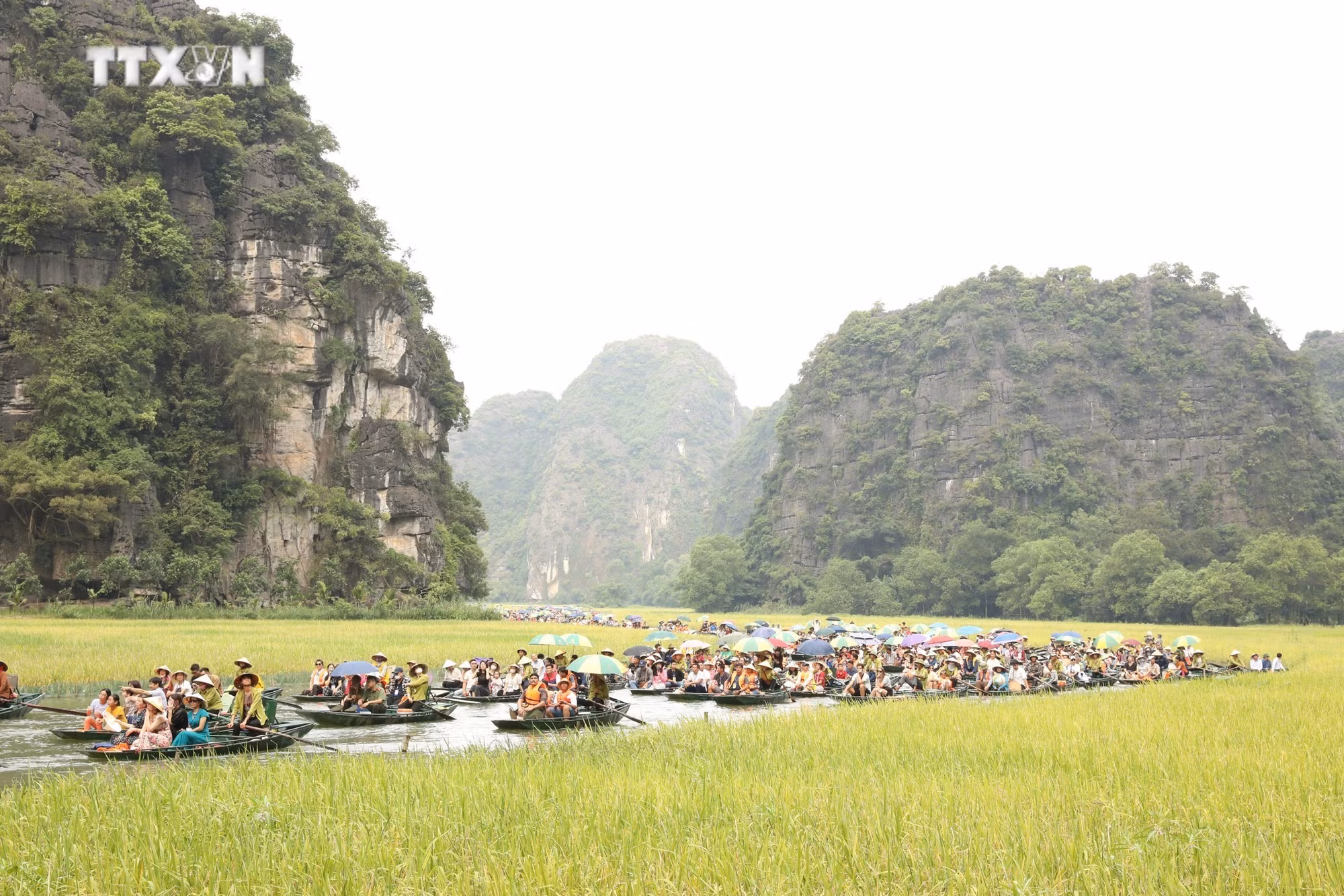 vna_potal_chuong_trinh_trai_nghiem_canh_dong_lua_tam_coc_gan_voi_cac_nghi_le_nong_nghiep_7407519.jpg