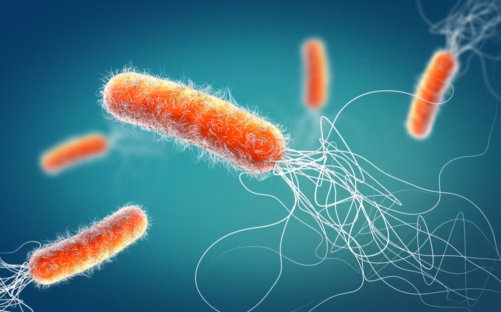 Phát hiện nhiều loại vi khuẩn có chứa gene kháng kháng sinh tại Nam Cực