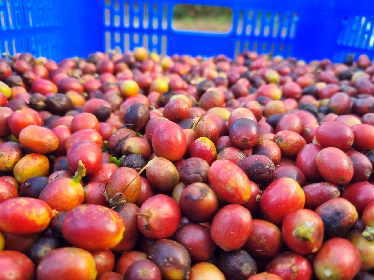 Kon Tum: Khuyến nghị hái cà phê chín để nâng cao giá trị, chất lượng 