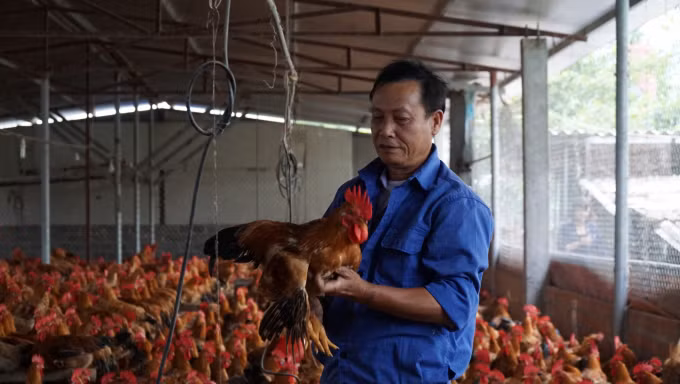 Mô hình phát triển bền vững trong chăn nuôi gia cầm ở Hải Phòng