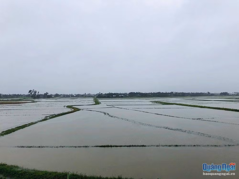 Quảng Ngãi: Mưa lớn trên diện rộng, nhiều xã ngập trong nước lũ