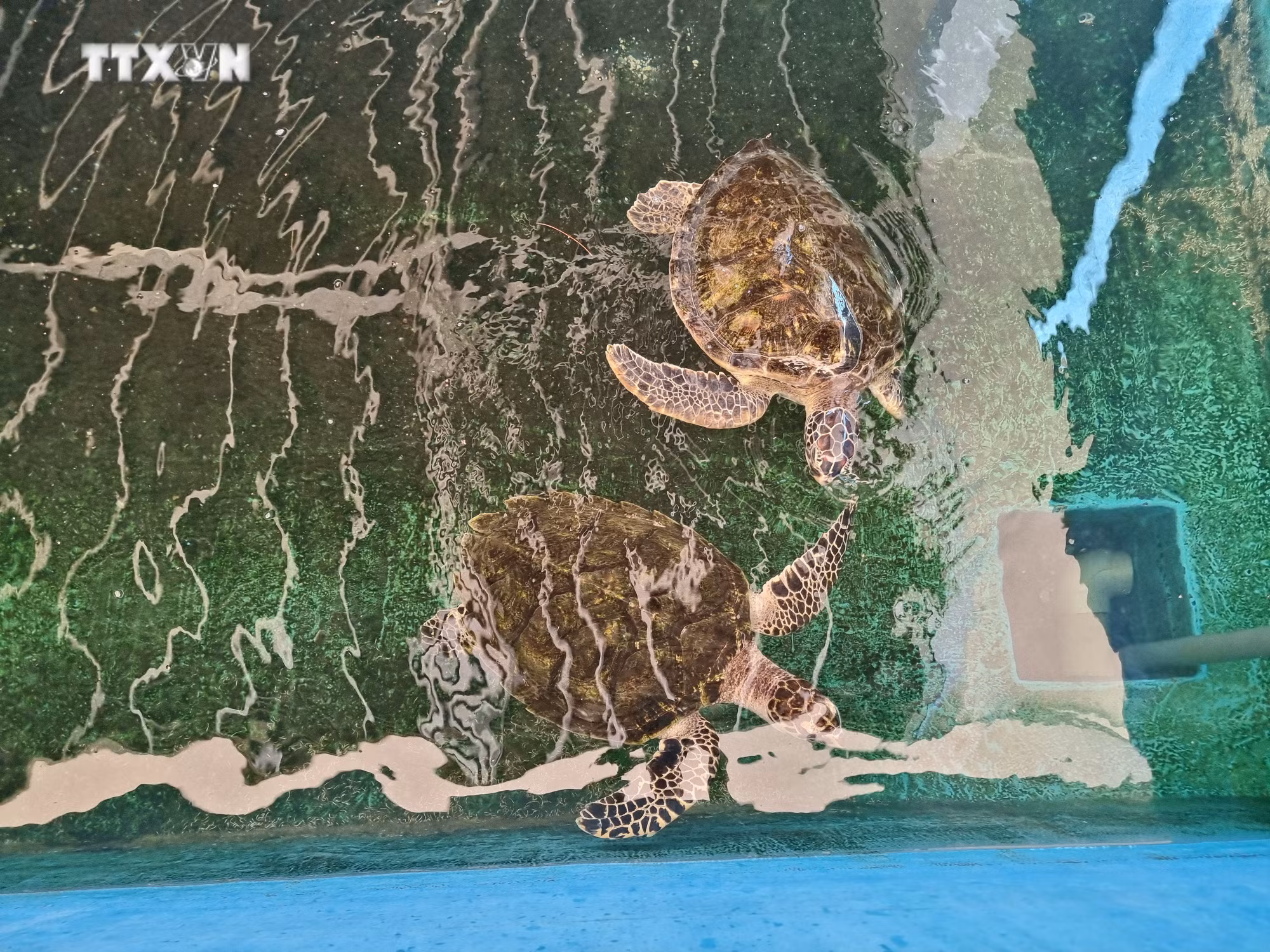 vna_potal_da_dang_sinh_hoc_khu_bao_ton_bien_vuon_quoc_gia_nui_chua_–_ninh_thuan_7460687.jpg