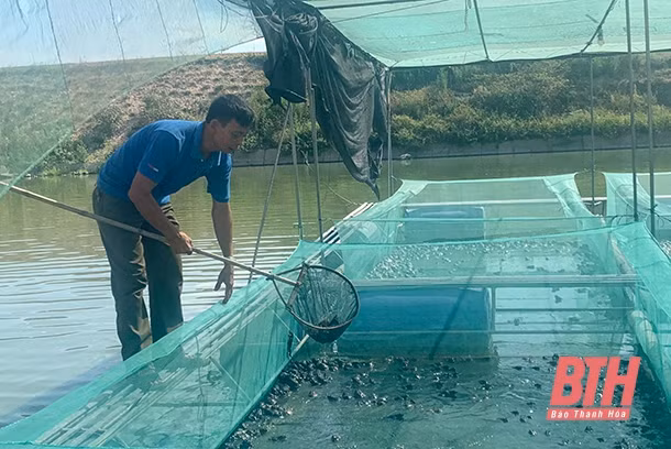 Mô hình nuôi ếch bằng lồng lưới tại xã Quảng Phú, TP Thanh Hóa. Nguồn: baothanhhoa.vn