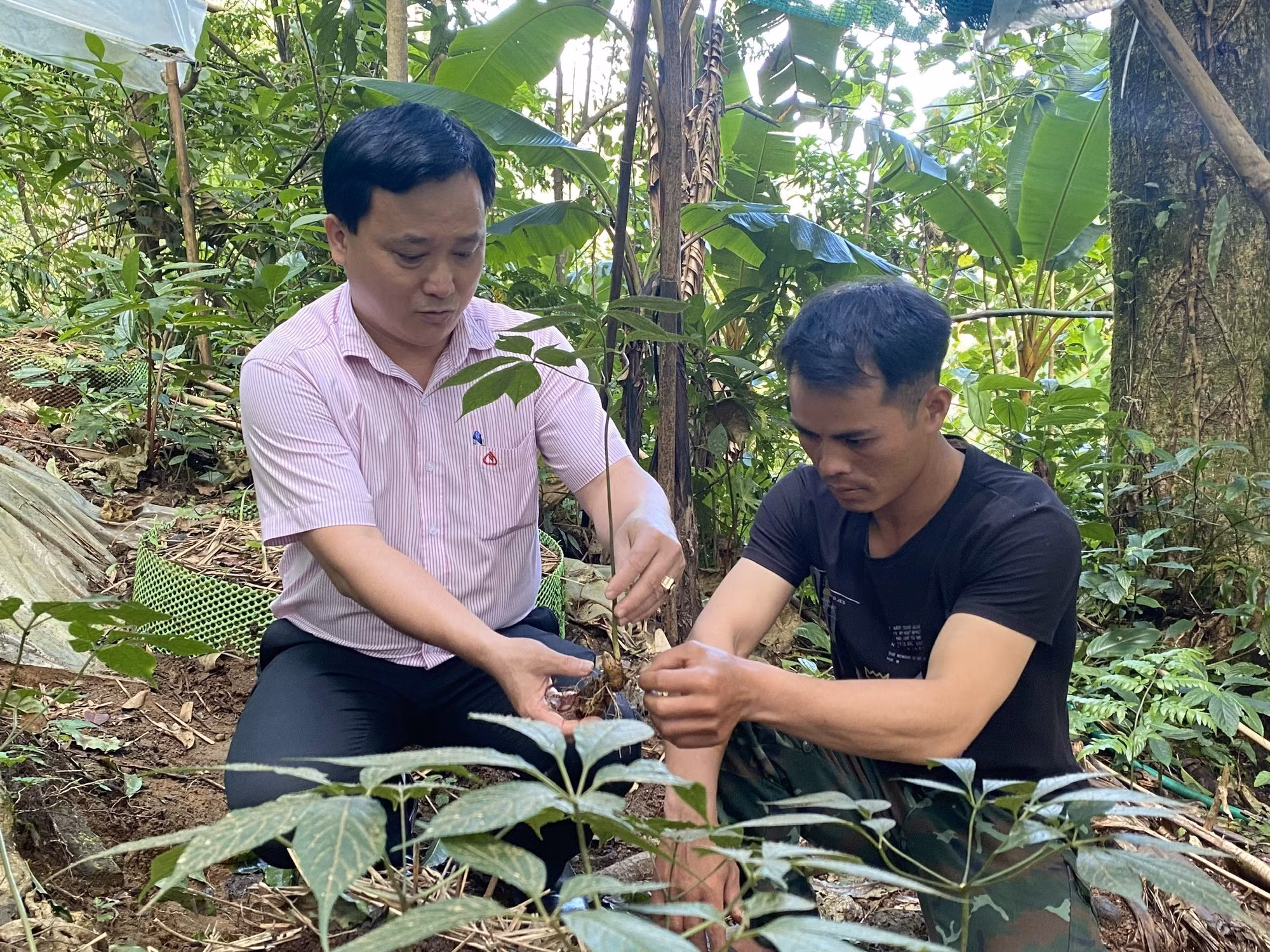 Người dân tộc thiểu số tại huyện Tu Mơ Rông (Kon Tum) vay vốn từ Ngân hàng Chính sách Xã hội để đầu tư trồng sâm Ngọc Linh, cho hiệu quả kinh tế cao. Ảnh: Khoa Chương - TTXVN