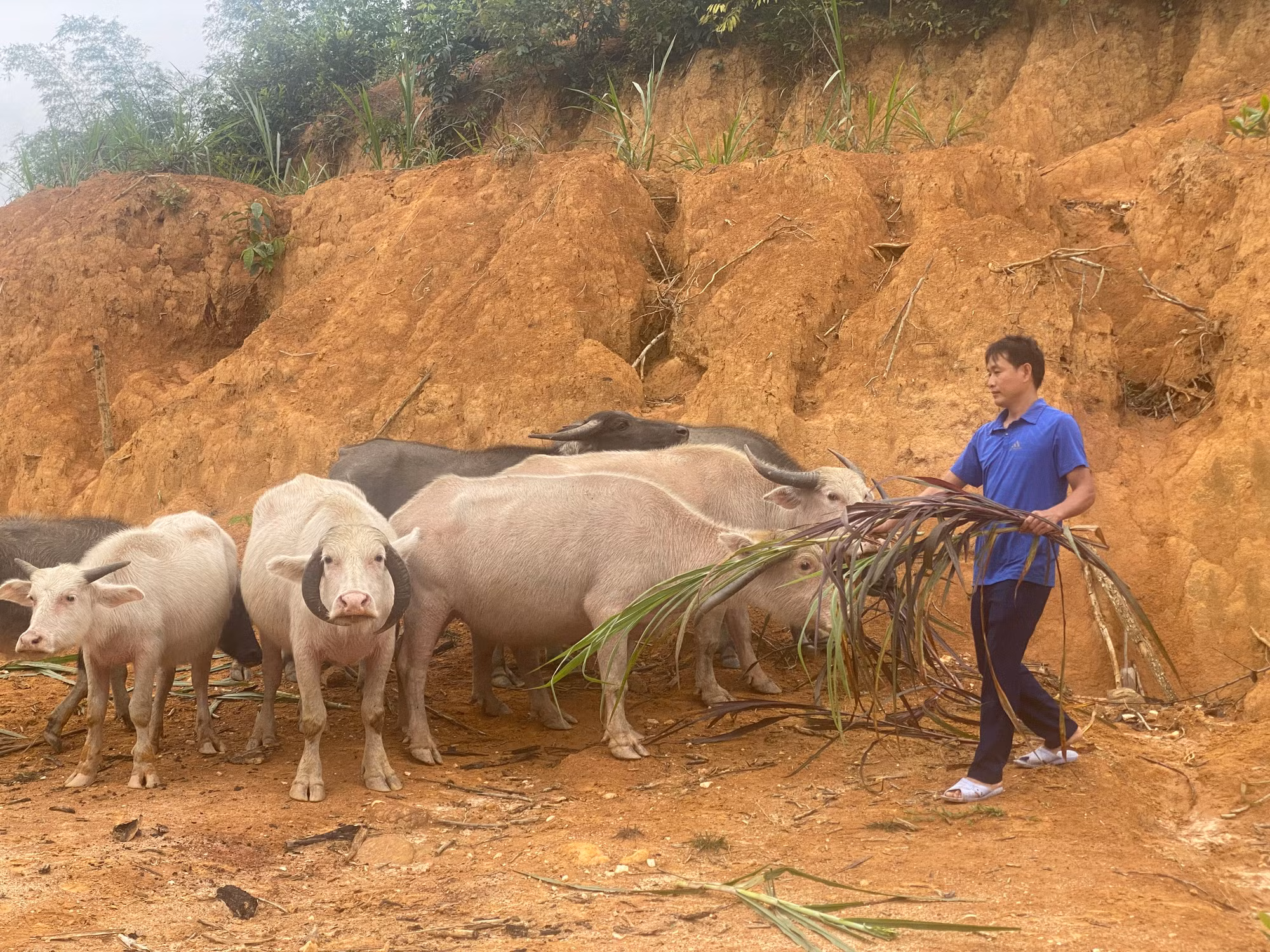 Từ ngồn vốn vay tín dụng chính sách gia đình anh Hà Văn Xâm (dân tộc Mường) tại bản Cốc, xã Nam Tiến, huyện Quan Hoá đã đầu tư mô hình chă nuôi trâu, bò. Hiện tại gia đình đang có 2 con bò 8 con trâu trưởng thành. Thu nhập bình quân mỗi năm đạt trên 100 t
