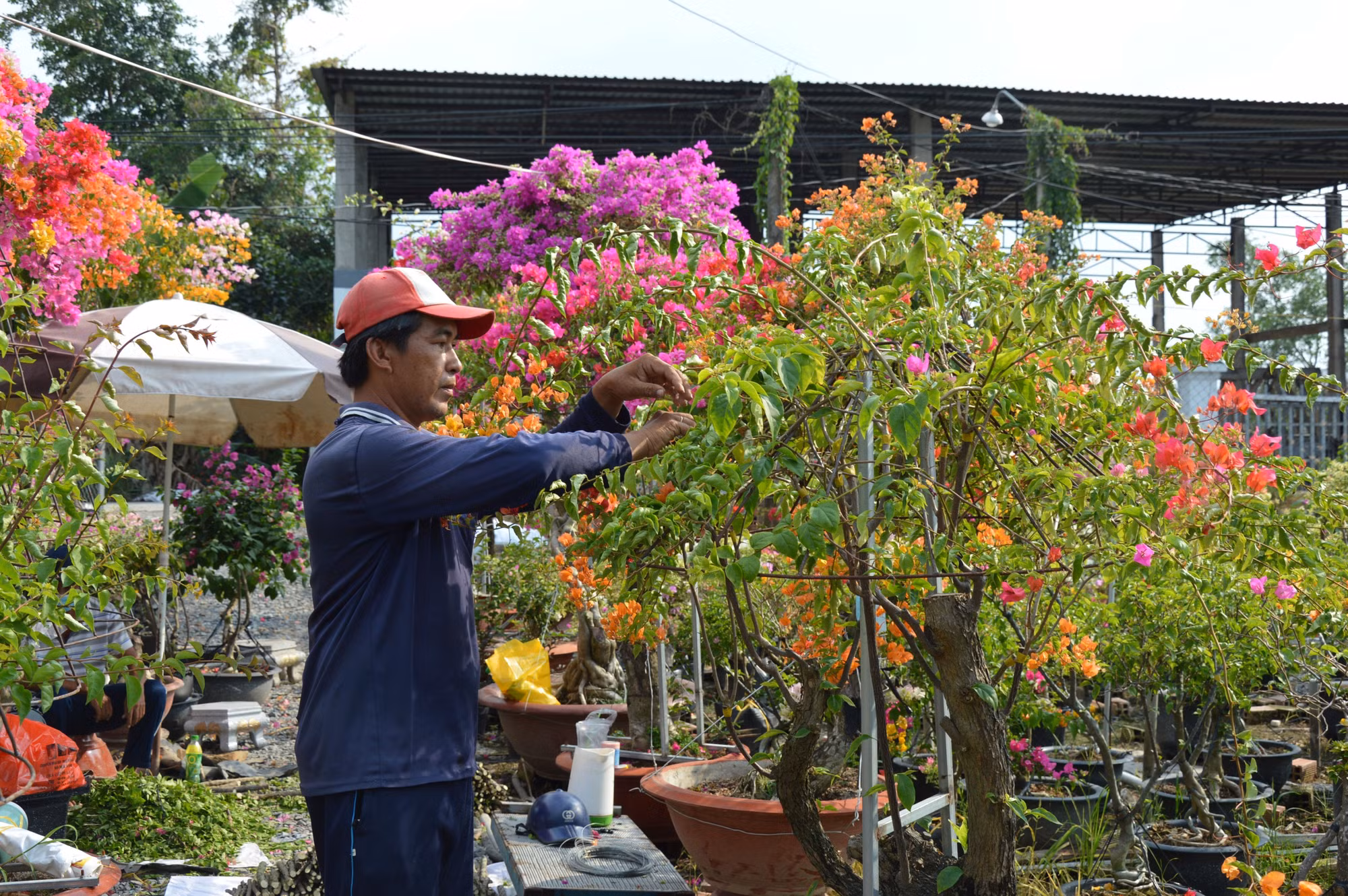 Anh Võ Thành Hiệp ở ấp Tân Thuận A chăm sóc hoa giấy. Ảnh: Nhựt An - TTXVN