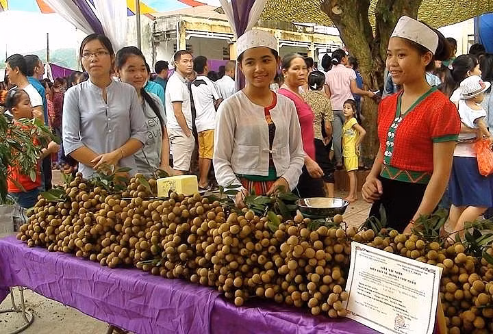 Hòa Bình xuất khẩu lô nhãn Sơn Thủy đầu tiên sang châu Âu 