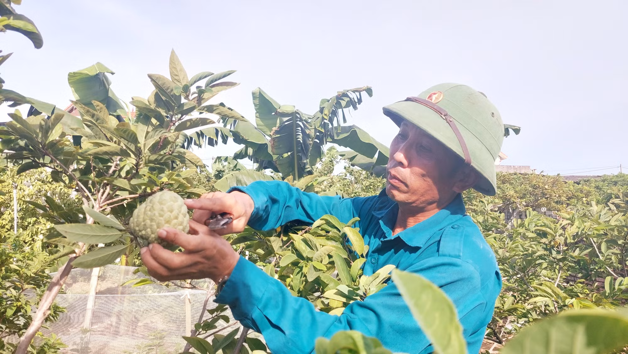 Anh Nguyễn Văn Khoa tại xã Dân Việt, thị xã Đông Triều (Quảng Ninh) thu hoạch na. Ảnh: Thanh Vân - TTXVN