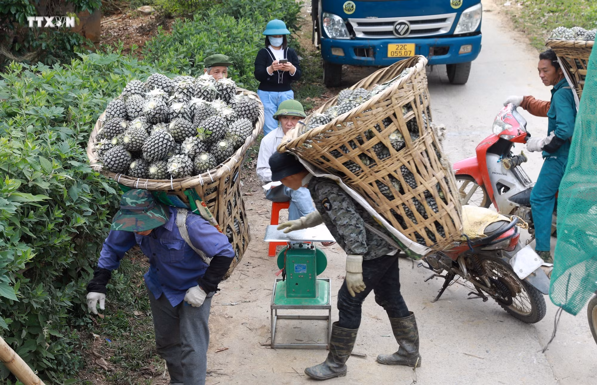 vna_potal_nguoi_dan_trong_dua_ban_lau_phan_khoi_duoc_mua_duoc_gia_7267095.jpg