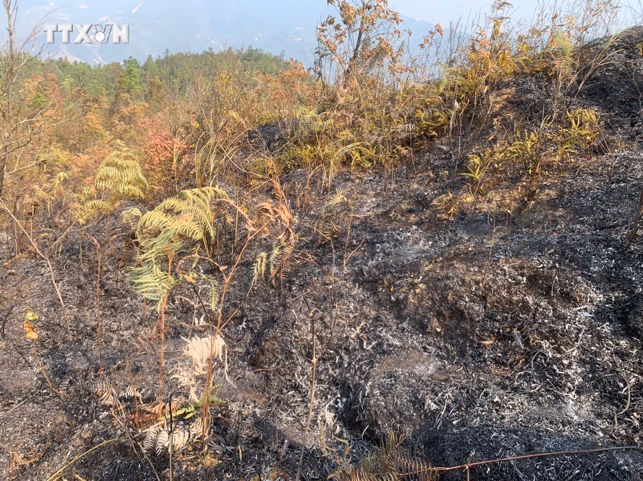 vna_potal_yen_bai_dap_tat_kip_thoi_vu_chay_rung_o_huyen_mu_cang_chai_7290056.jpg
