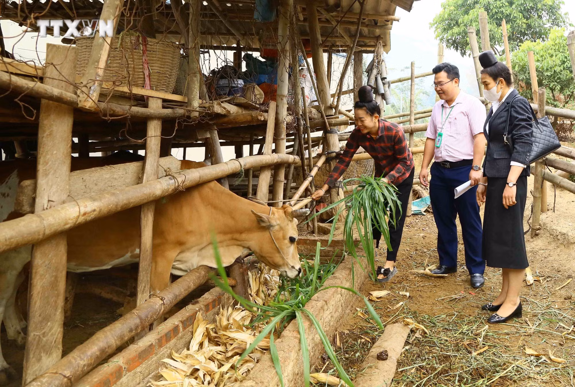 vna_potal_hon_36000_luot_khach_hang_son_la_duoc_vay_von_tin_dung_chinh_sach_7292407.jpg