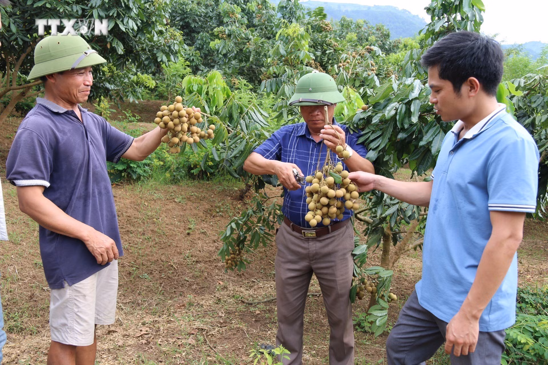 vna_potal_thuc_day_trong_trot_theo_huong_xanh_tai_yen_bai_7290726.jpg