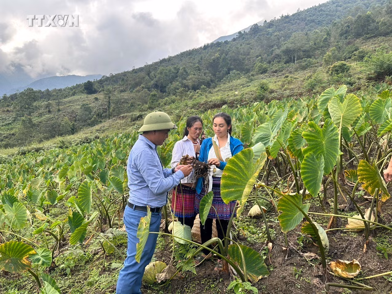vna_potal_thuc_day_trong_trot_theo_huong_xanh_tai_yen_bai_7290721.jpg