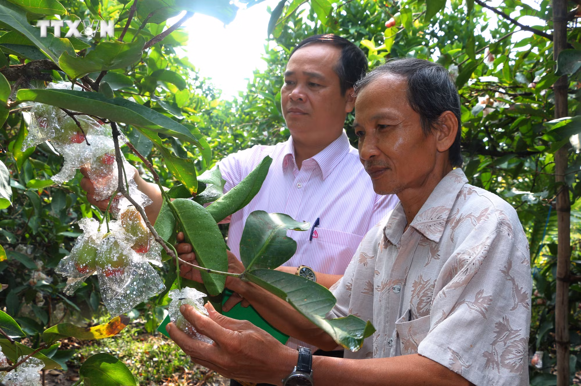 vna_potal_nhieu_ho_dan_tai_soc_trang_thoat_ngheo_nho_nguon_von_tin_dung_chinh_sach_tu_co_so_7355102.jpg