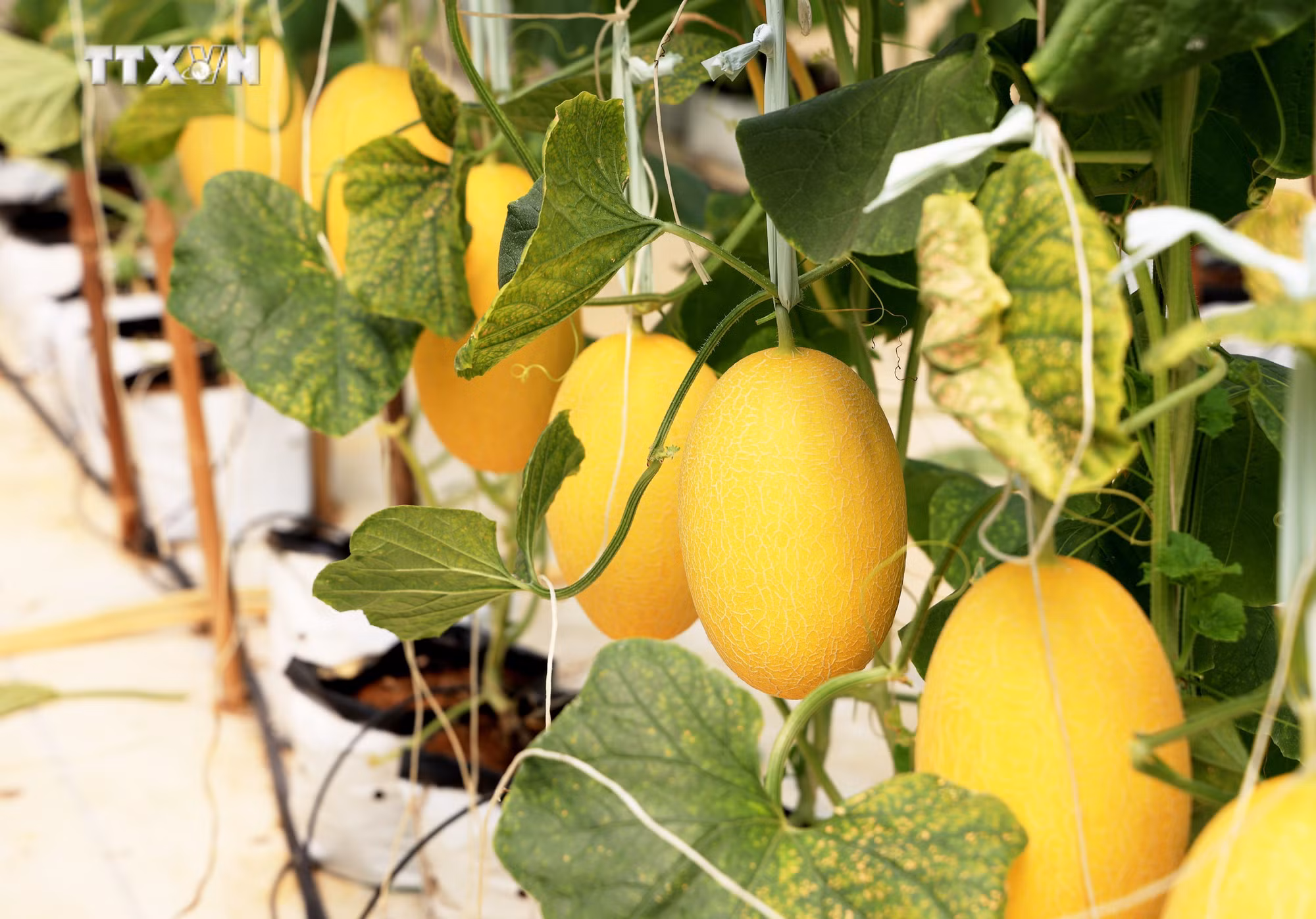 vna_potal_kham_pha_binh_an_farm_o_binh_thuan_6977219.jpg