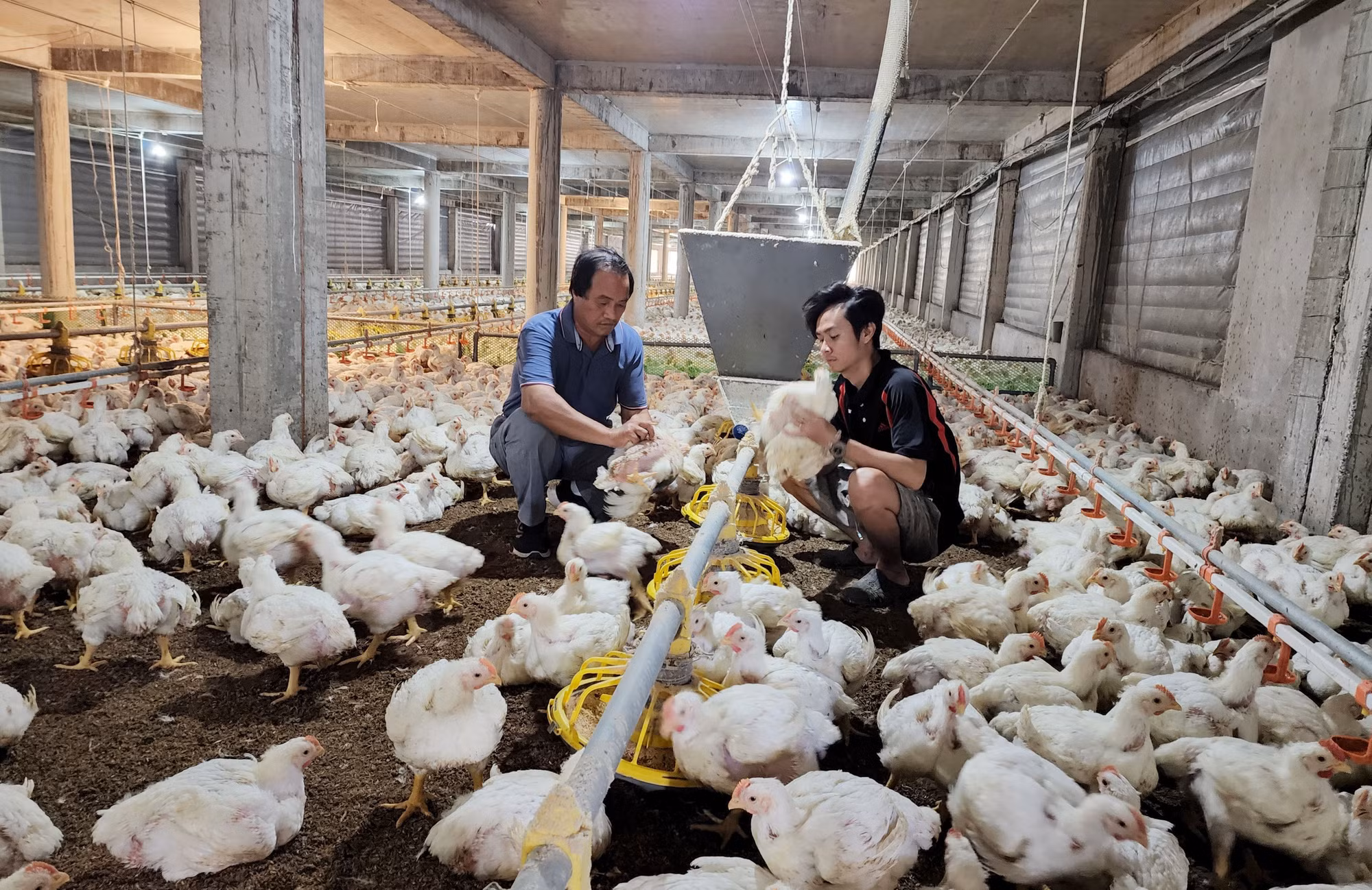 Ông Lê Văn Quyết đi đầu trong chăn nuôi công nghệ cao