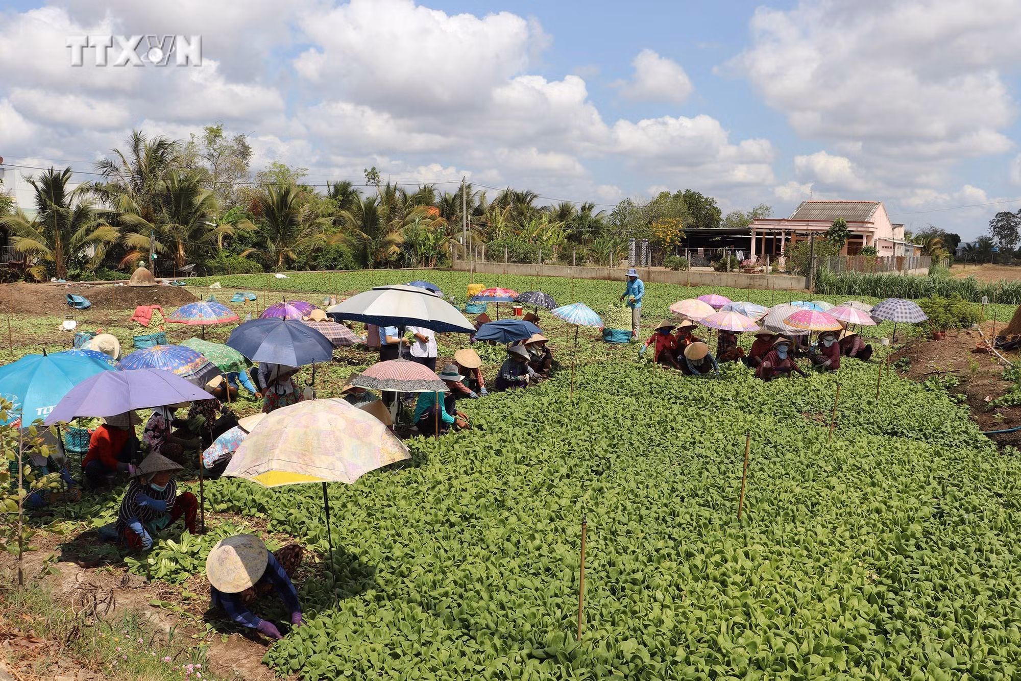 vna_potal_tien_giang_dua_rau_mau_xuong_ruong_ung_pho_han_man_giam_nhe_thien_tai_7361149.jpg