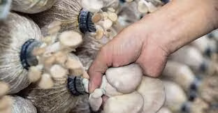 Bà Hồ Thị Thanh Hồng thành công từ trồng nấm sạch