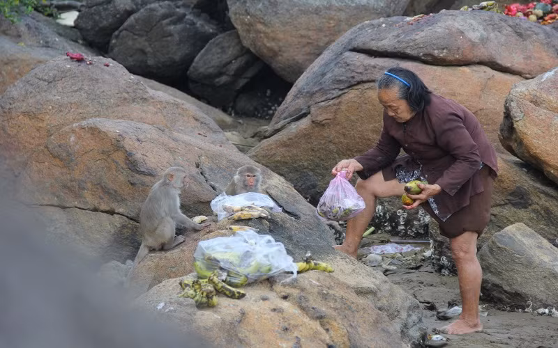 Bảo tồn đàn khỉ quý, hiếm tại đảo Hòn Trà, Quảng Ngãi 