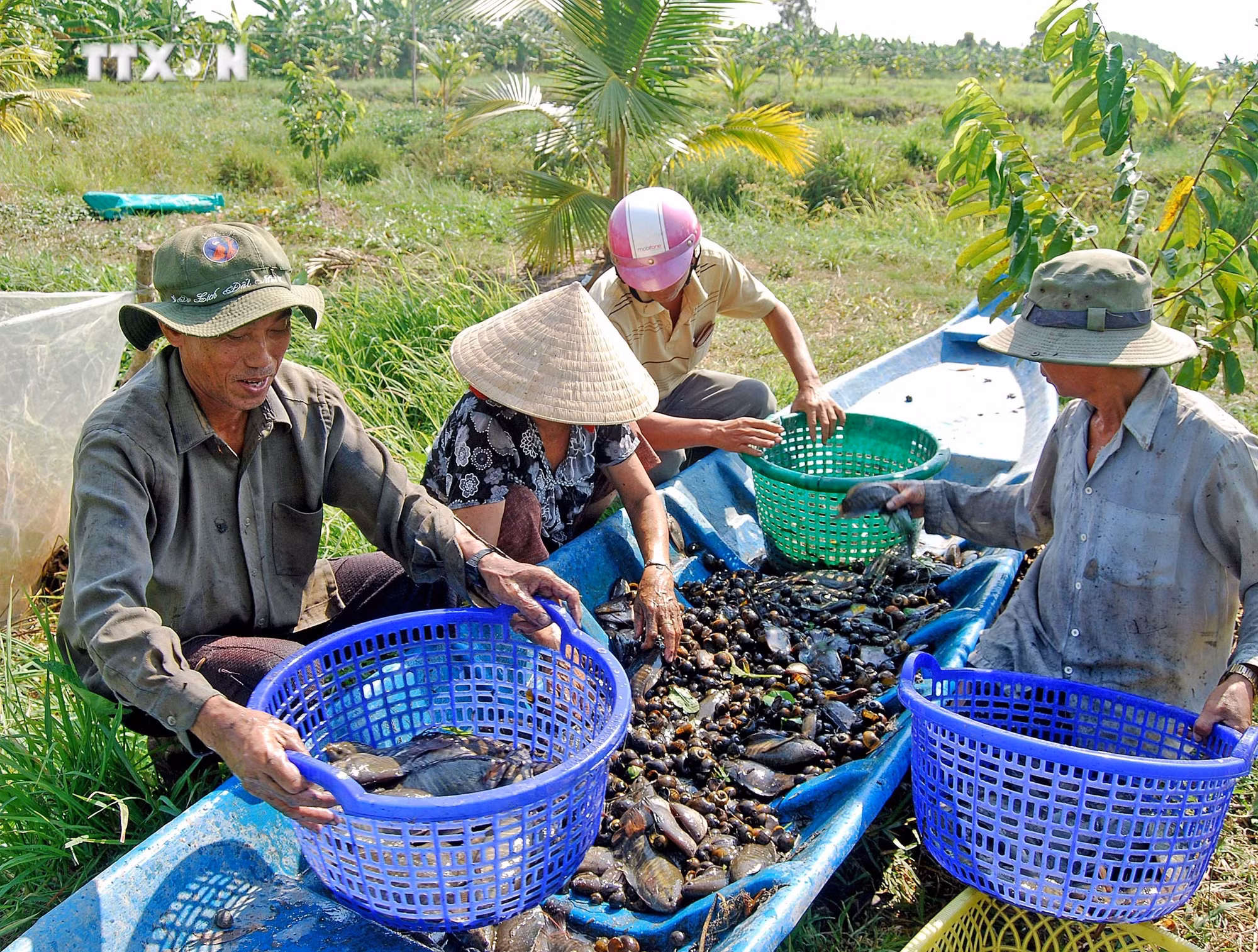 vna_potal_ca_mau_trien_khai_nhieu_bien_phap_nham_hoi_sinh_nguon_loi_ca_dong_7429005.jpg