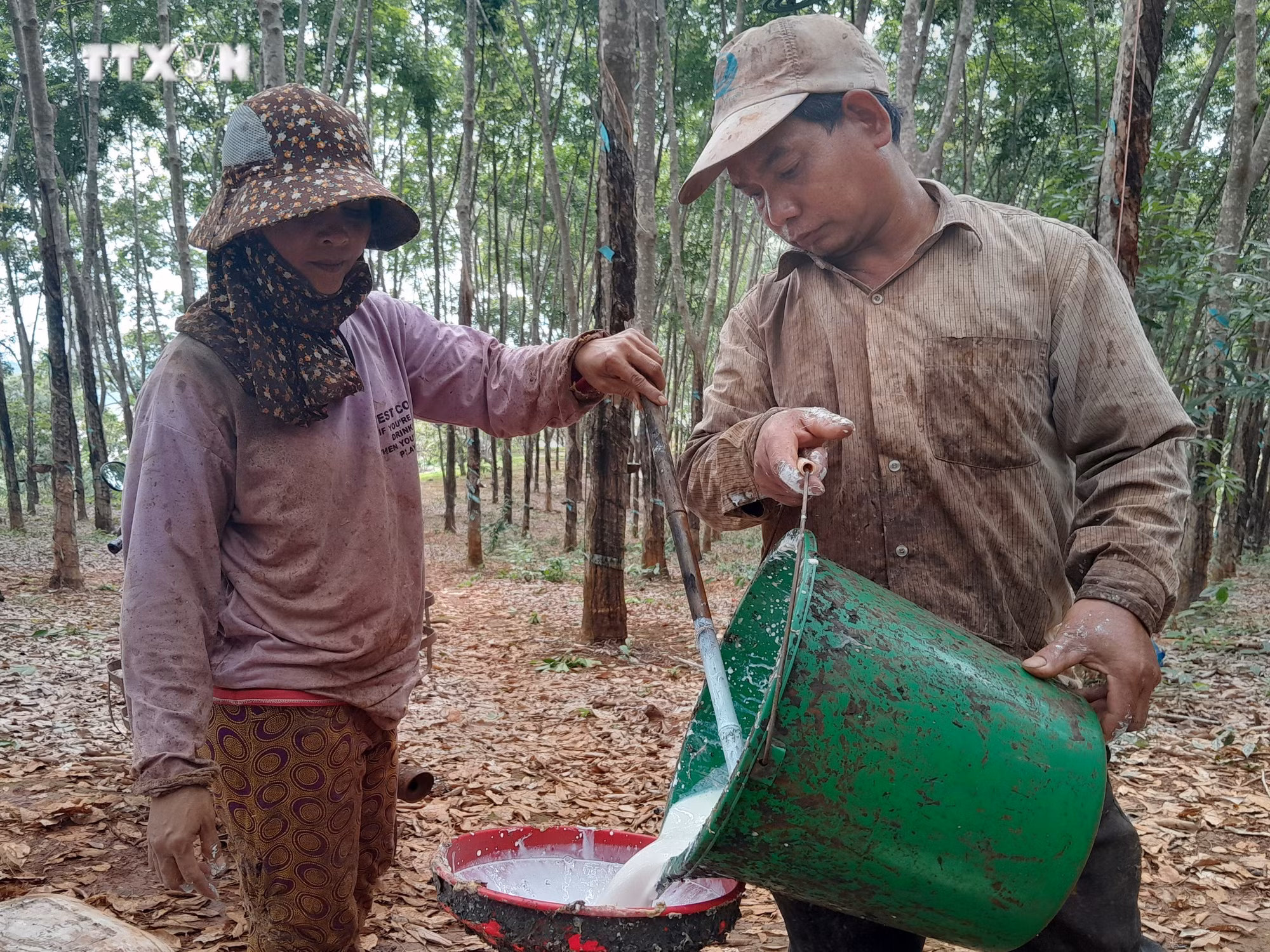 vna_potal_mu_cao_su_tang_gia_nong_dan_phan_khoi_7423840.jpg