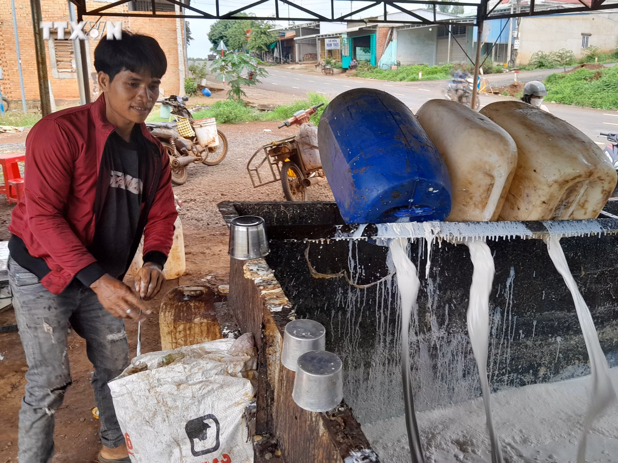 vna_potal_mu_cao_su_tang_gia_nong_dan_phan_khoi_7423552.jpg