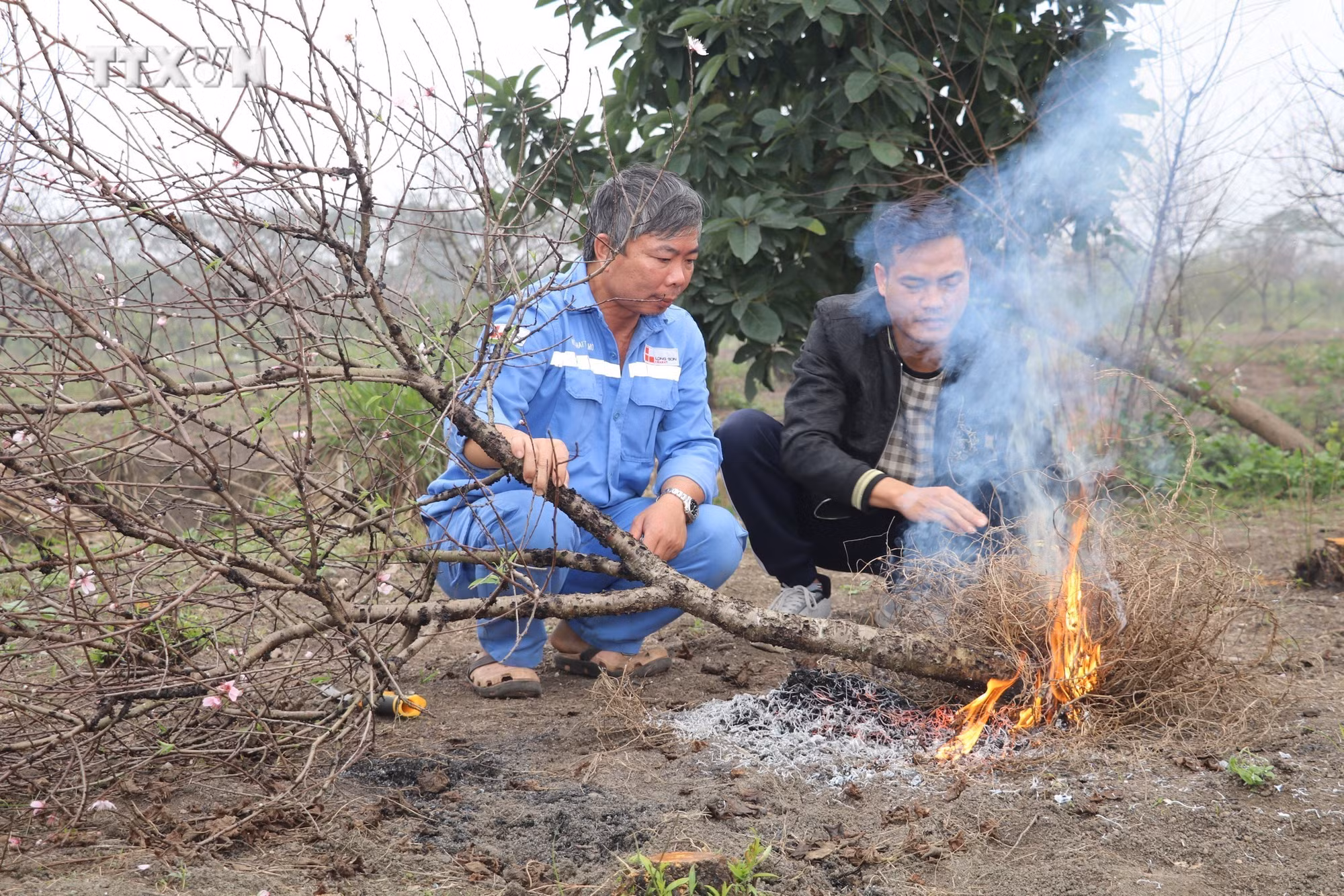 vna_potal_dao_phai_dong_son_tao_suc_mua_lon_ngay_tu_vuon_7209819.jpg