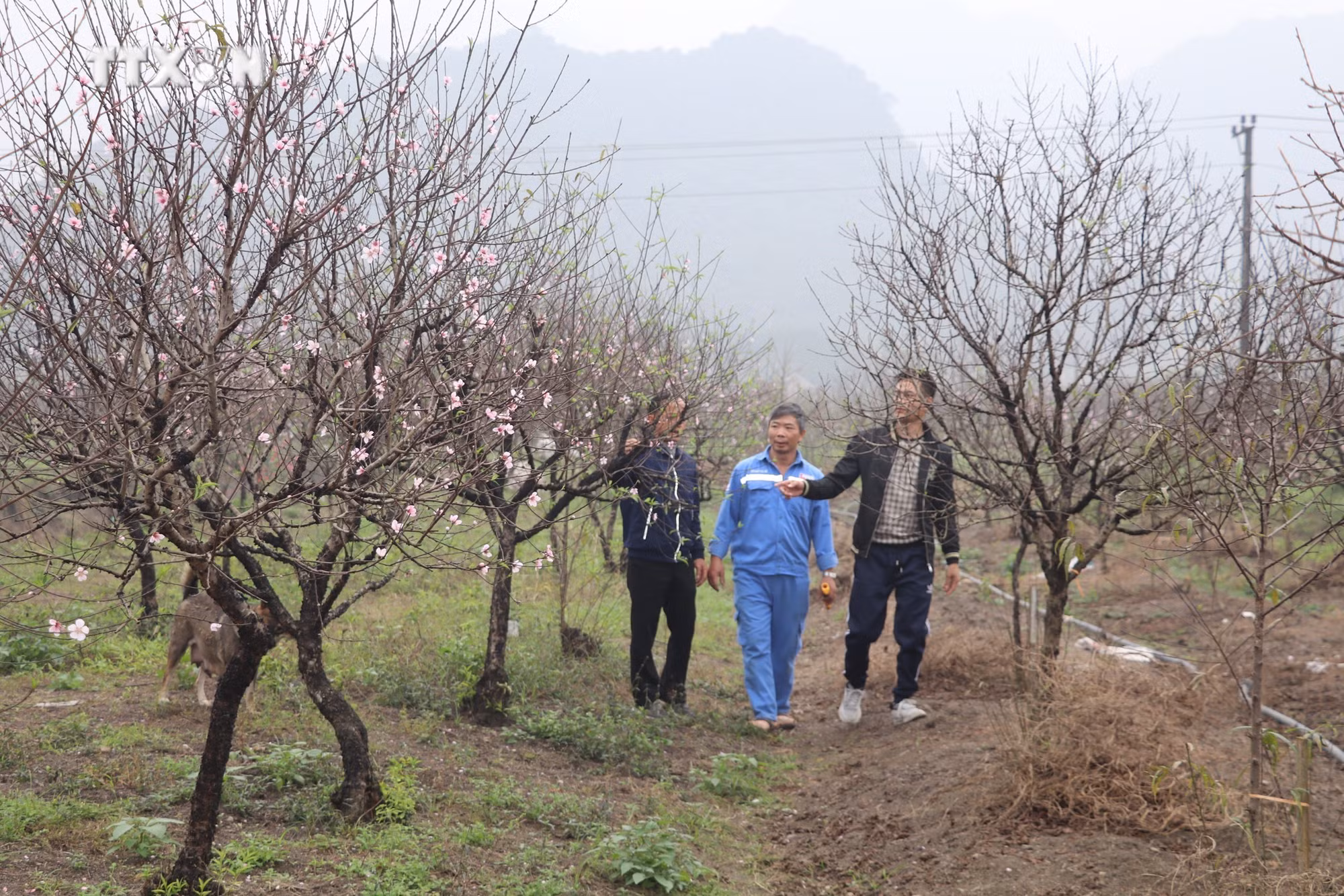 vna_potal_dao_phai_dong_son_tao_suc_mua_lon_ngay_tu_vuon_7209820.jpg