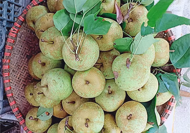 Lê Bắc Hà được mùa, được giá