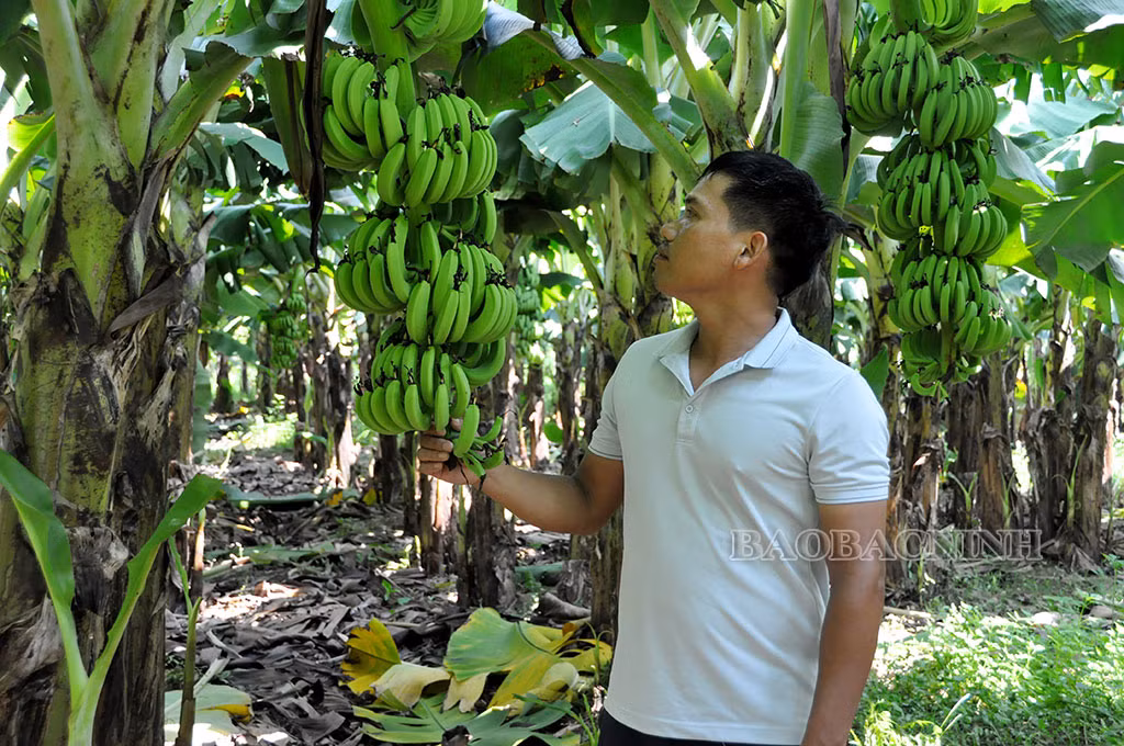 Xây dựng và bảo hộ thương hiệu Chuối Cảnh Hưng