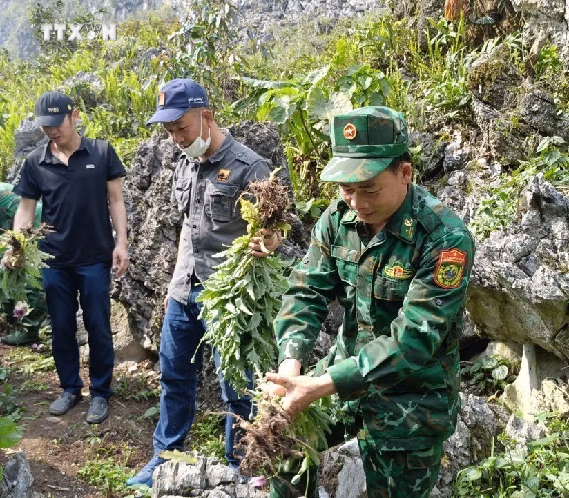 vna_potal_ha_giang_ra_soat_phat_hien_triet_pha_gan_100_cay_thuoc_phien__7302119.jpg
