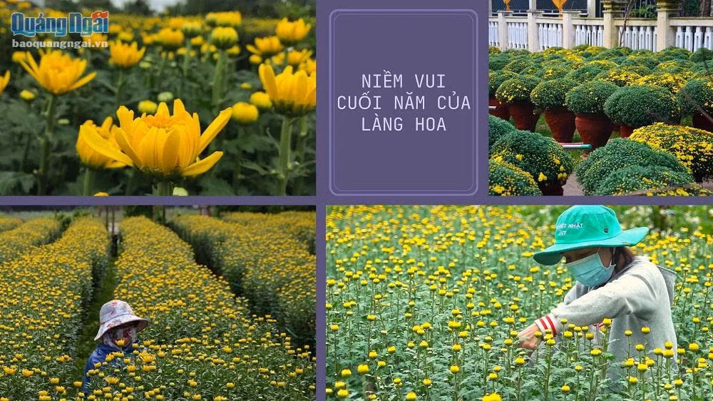Làng hoa Tết lớn nhất miền Trung được mùa, trúng giá