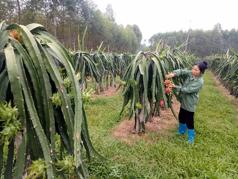 Thanh Long ruột đỏ cây trồng cho giá trị kinh tế cao, giúp nhiều người dân Lập Thạch thoát nghèo và làm giàu chính đáng. Ảnh:baovinhphuc.com.vn