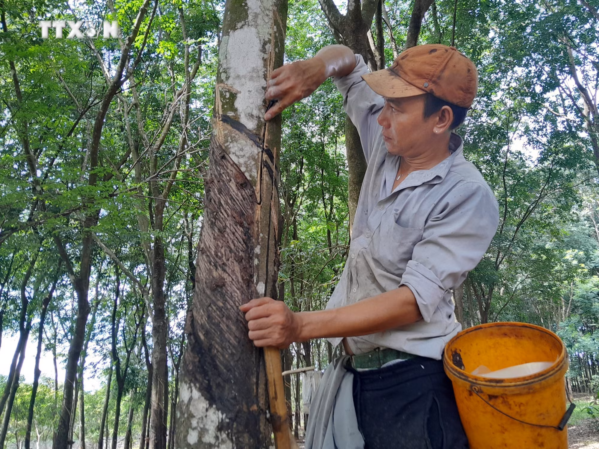 vna_potal_mu_cao_su_tang_gia_nong_dan_phan_khoi_7423544.jpg
