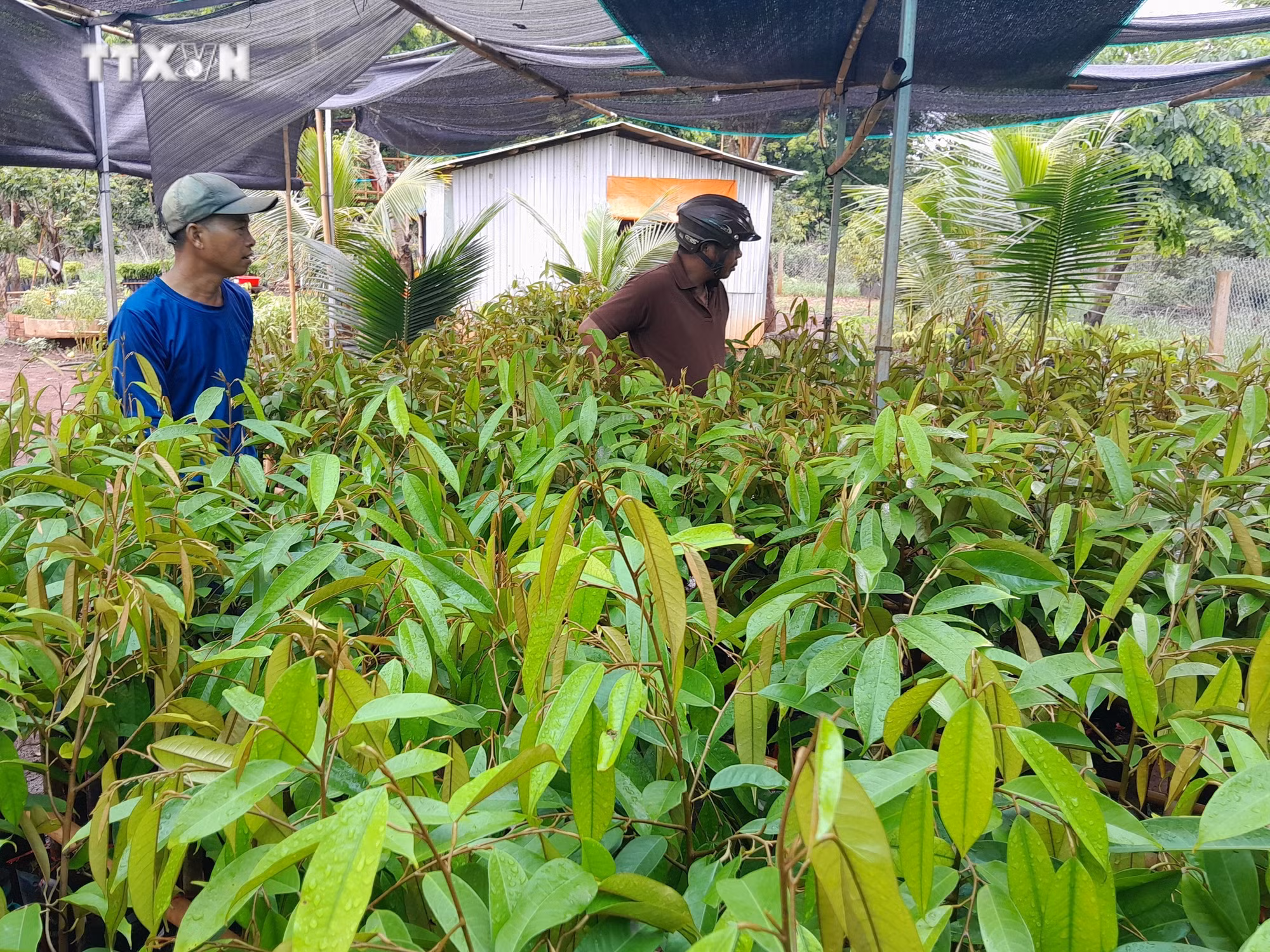 vna_potal_binh_phuoc_khan_hiem_giong_cay_sau_rieng_7446058.jpg