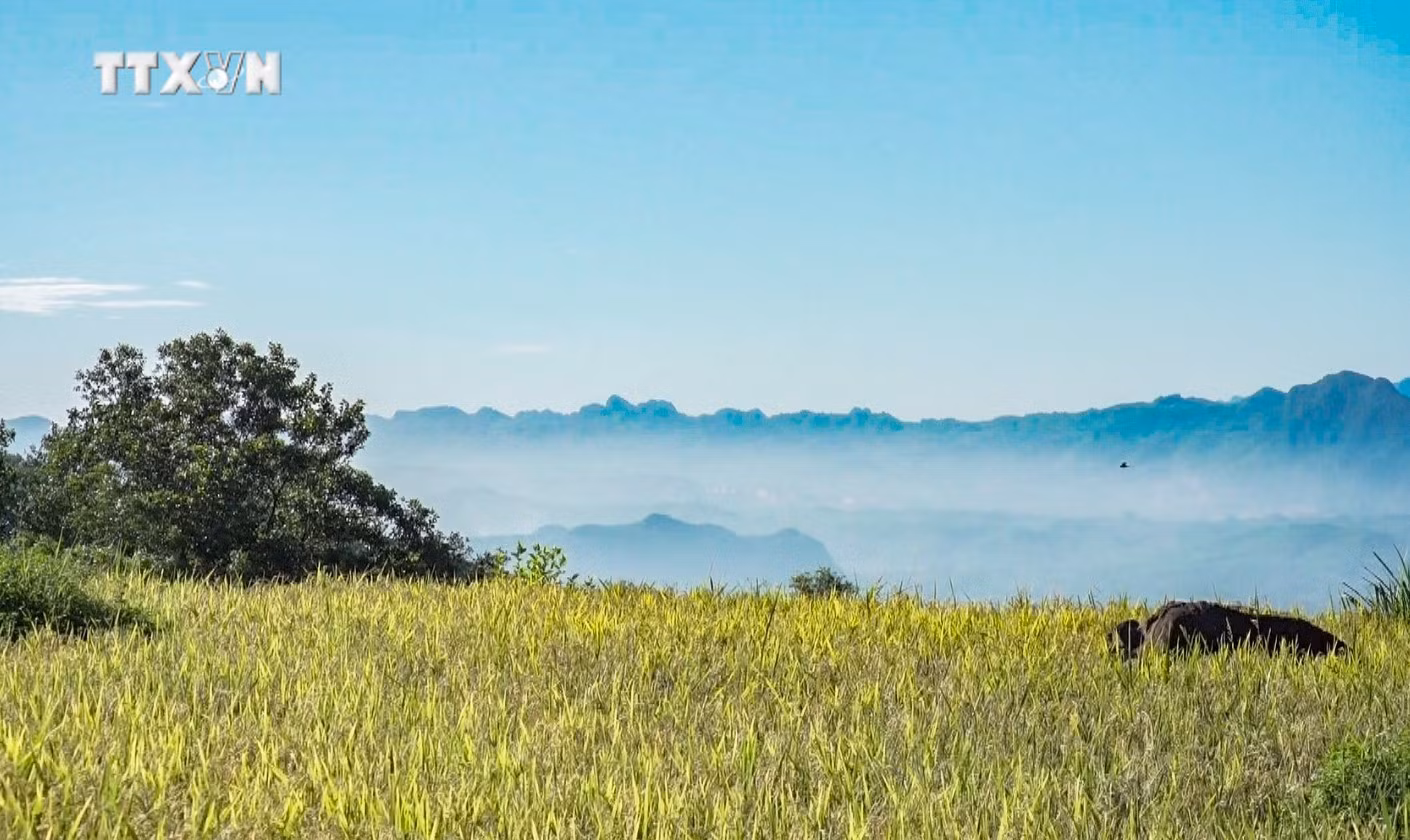 vna_potal_hoa_binh_mua_lua_chin_tren_nhung_thua_ruong_bac_thang_mien_doi__7439448.jpg